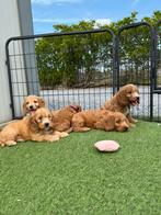 Prachtige cockapoo (cocker spaniël x dwergpoedel) pups, Dieren en Toebehoren, Honden | Chihuahua's en Gezelschapshonden, België