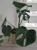 Monstera