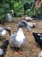 Broedeieren Dendermondse eend, Sexe inconnu, Canard