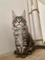 Maine Coon kittens beschikbaar, Dieren en Toebehoren, Meerdere dieren, Gechipt, 0 tot 2 jaar
