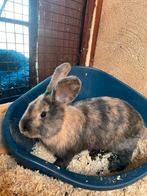 Duitse reus voedster 10weken