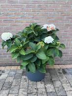 Hortensia met pot, Ophalen