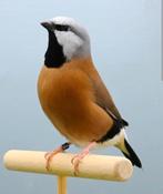 Gordelgrasvink man, zie beschrijving, Dieren en Toebehoren