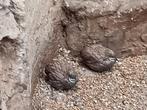 2 dwergkwartels haantjes, Dieren en Toebehoren, Pluimvee