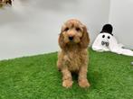 Cockapoo pups, Dieren en Toebehoren, Honden | Chihuahua's en Gezelschapshonden, België, Overige rassen, 8 tot 15 weken, CDV (hondenziekte)