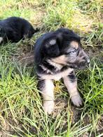 Duitse herder pups, Dieren en Toebehoren, Honden | Herdershonden en Veedrijvers, België, CDV (hondenziekte), 8 tot 15 weken, Meerdere