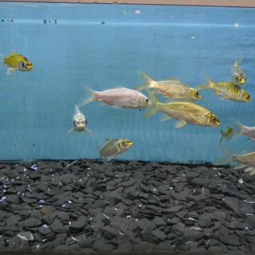 Poissons d'eau froide, différentes espèces