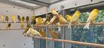 Kanaries te koop, Dieren en Toebehoren, Vogels | Kanaries