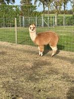 Alpaca hengstjes, Dieren en Toebehoren, Februari, Mannelijk