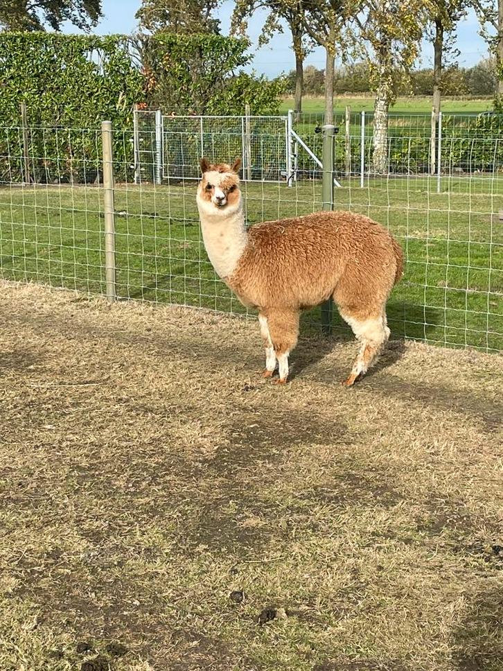 Alpaca hengstjes, Dieren en Toebehoren, Overige Dieren, Mannelijk, Februari