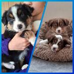 Raszuivere Australische herder pups op de boerderij, Particulier, 8 à 15 semaines, Plusieurs, Parvovirose