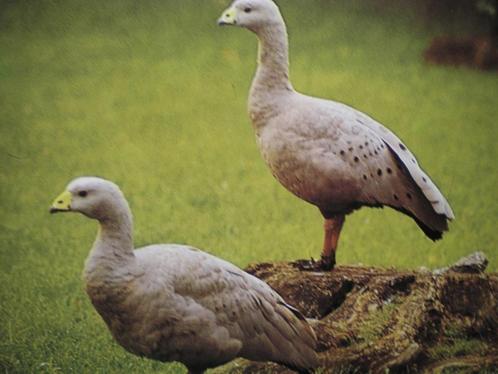 cereopsis of hoender ganzen, Dieren en Toebehoren, Pluimvee, Gans of Zwaan, Meerdere dieren