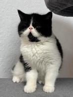 kittens Exotic korthaar, Kater, Gechipt, 0 tot 2 jaar