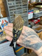 Kruising grote distelvink x kanarie, Dieren en Toebehoren, Mannelijk, Wildzangvogel, Geringd