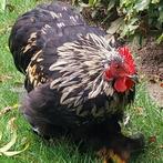 Cochin haantje, Dieren en Toebehoren, Pluimvee, Mannelijk, Kip