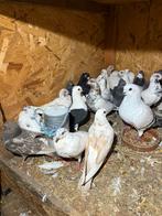 Duiven, Meerdere dieren, Overige soorten