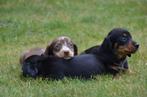 Teckel pups korthaar, België, CDV (hondenziekte), 8 tot 15 weken, Korthaar