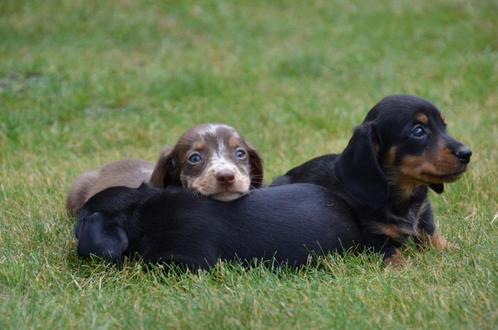 Teckel pups korthaar, Dieren en Toebehoren, Honden | Teckels en Dashonden, Meerdere dieren, Korthaar, Dwerg, Fokker | Professioneel