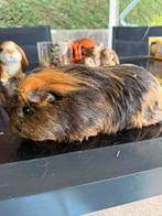 Engels gekruind beertje, Cavia, Mannelijk, Januari, Tam