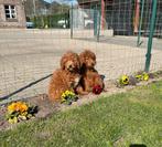 Poedel pups, Dieren en Toebehoren, Honden | Chihuahua's en Gezelschapshonden, Poedel, 15 weken tot 1 jaar, Buitenland, CDV (hondenziekte)