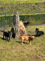 Croisements de chiots américains Stafford et Malinois, Taille moyenne, Plusieurs, Parvovirose, Belgique