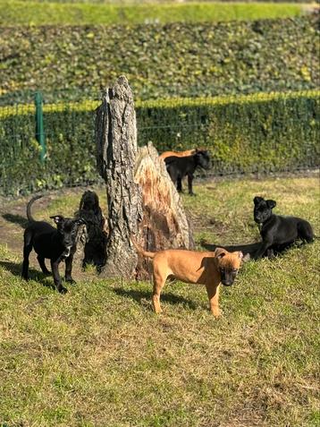 Croisements de chiots américains Stafford et Malinois