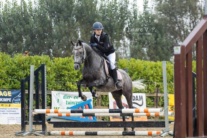 Arabier ruin 9 jaar, Dieren en Toebehoren, Pony's, Ruin