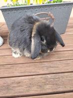 Minilop voedster blauwoog drager, Dieren en Toebehoren, Konijnen, Dwerg, Vrouwelijk, 0 tot 2 jaar, Hangoor