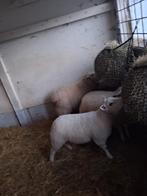 Ooi lammeren te koop (7 maand), Animaux & Accessoires