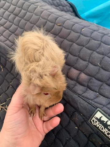 Zeugje 12 weekjes mooie speciale kleur beschikbaar voor biedingen