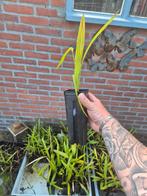 palmboom stekjes winterhard trachycarpus fortunei, Tuin en Terras, Planten | Tuinplanten, Ophalen
