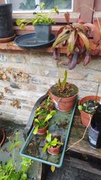 Carnivorous plants (serracenia, venus flytrap, nepenthes), Tuin en Terras, Planten | Tuinplanten, Ophalen