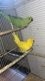 Koppel halsbandparkiet, Dieren en Toebehoren