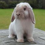 GEZOCHT : Franse hangoor voedster in de kleur Siam bruin, Dieren en Toebehoren, Hangoor