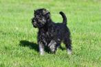 Dwergschnauzer pup te koop (reutje)