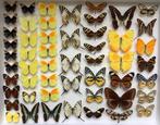 VLINDERS voor verzameling, 5€/ specimen, Vlinders of Rupsen