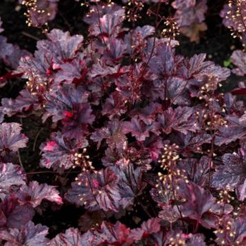 Heuchera micrantha - Purper klokje beschikbaar voor biedingen