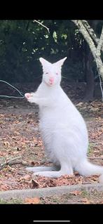 Wit albino mannetje te koop, Dieren en Toebehoren, Februari, Mannelijk, Overige typen
