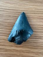 Otodus Megalodon haaientand (M3), Verzamelen, Ophalen of Verzenden, Fossiel