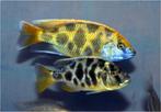Haplochromis Venustus Malawi Cichliden, Vis, Zoetwatervis, Schoolvis