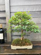 Bonsai acer buergerianum, Tuin en Terras, Planten | Bomen, Ophalen, In pot