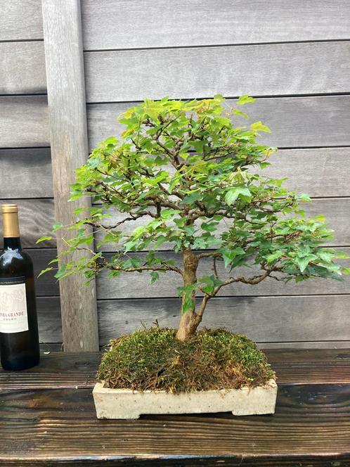 Bonsai acer buergerianum, Tuin en Terras, Planten | Bomen, In pot, Ophalen