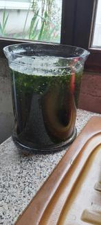 Mousse de java, Dieren en Toebehoren