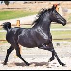 Dressuur paars met stamboom 12000euro merrie, Dieren en Toebehoren, Paarden, Merrie, Met stamboom