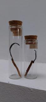 Parasitaire schimmel Cordyceps, Ophalen of Verzenden, Nieuw, Insect, Opgezet dier