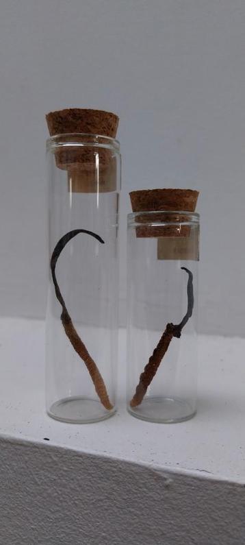 Parasitaire schimmel Cordyceps  beschikbaar voor biedingen