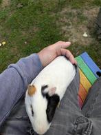 Cavia's gratis, Dieren en Toebehoren, Knaagdieren, September, Mannelijk, Cavia