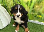 Berner Sennen pups, Dieren en Toebehoren, België, CDV (hondenziekte), Meerdere, Meerdere dieren