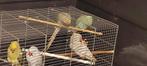 4 halsband leven same 2poppen 2mannen, Dieren en Toebehoren, Vogels | Parkieten en Papegaaien