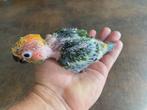 Tamme baby zonparkiet van 3.5 week, Dieren en Toebehoren, Vogels | Parkieten en Papegaaien, Geslacht onbekend, Parkiet, Geringd